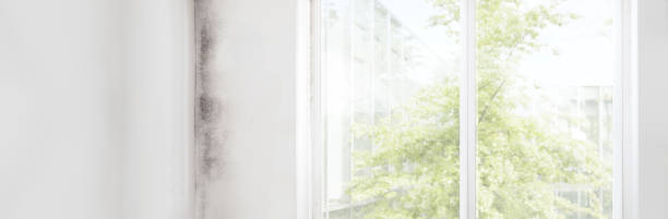 Mold Odor Removal Services in Baltic, SD