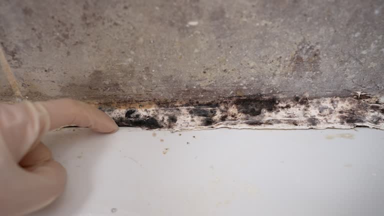 Best Commercial Mold Inspection  in Baltic, SD